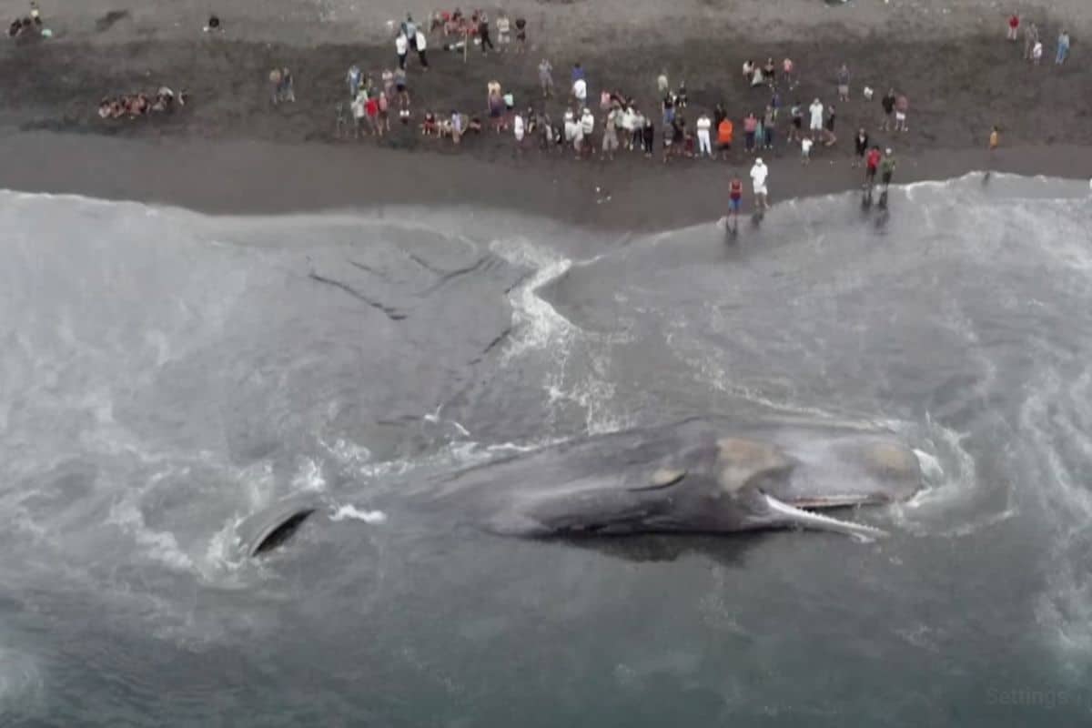 3rd Whale Found Dead On Bali’s Beach This Year, What's Causing It?