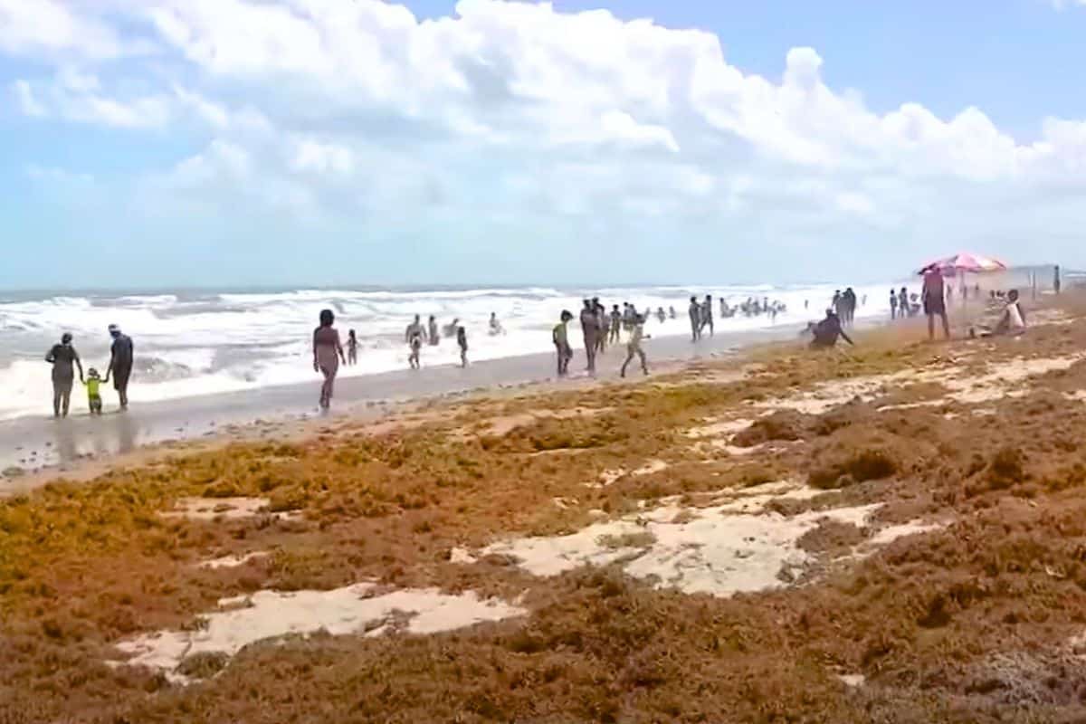 Central Florida Battles Influx Of Sargassum Seaweed