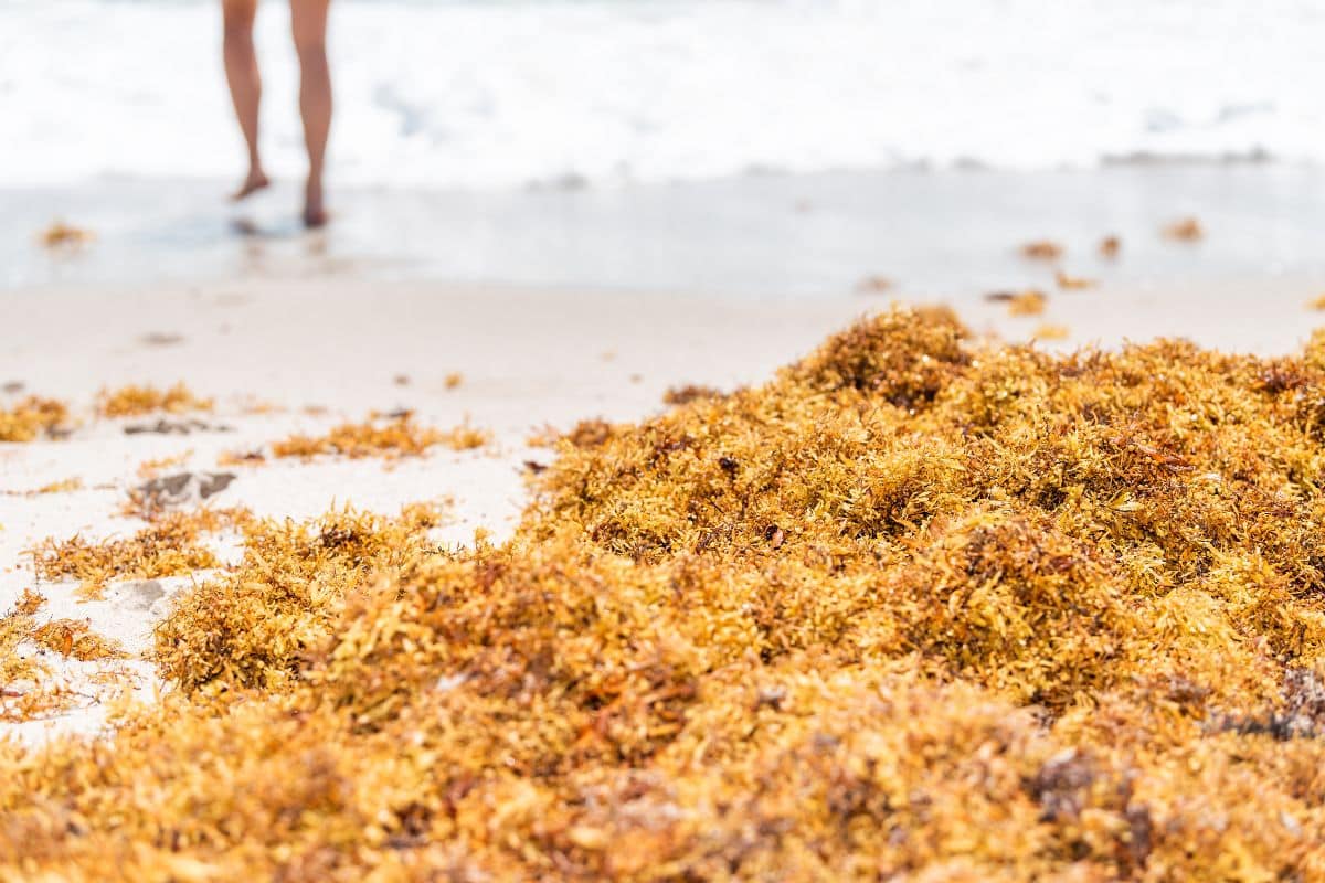 Massive Seaweed Blob Will Probably Be The Largest Ever Seen In Florida