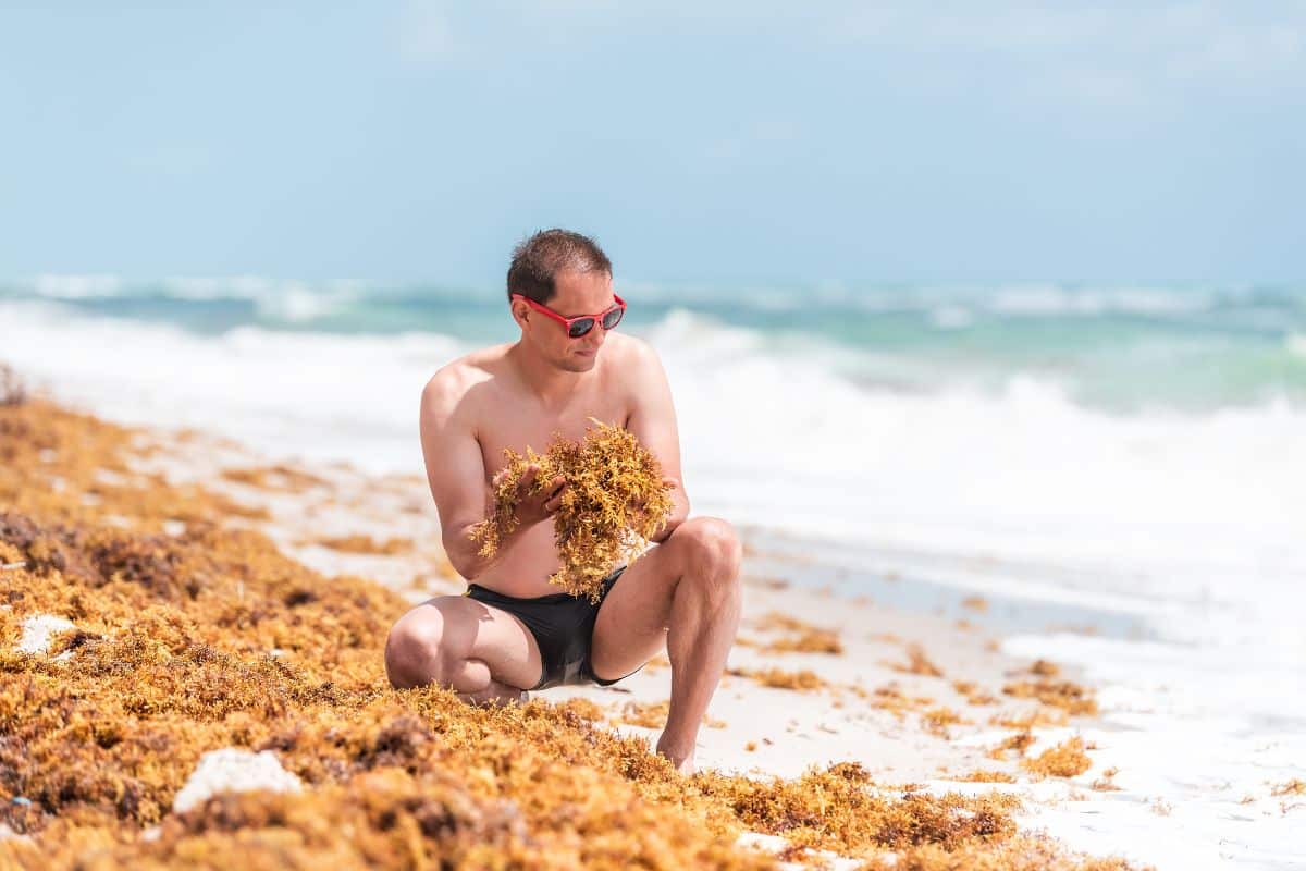 Seaweed Sargassum Starts Invading Florida’s Beaches In Record Numbers